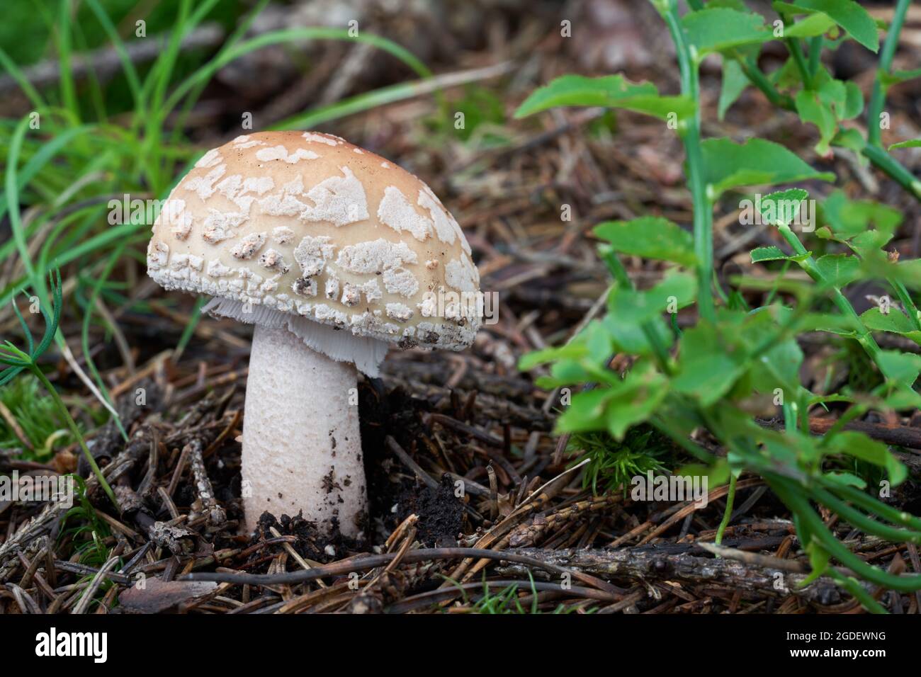 Edible mushroom Amanita rubescens in spruce forest. Known as blusher. Wild mushroom growing in the needles. Stock Photo