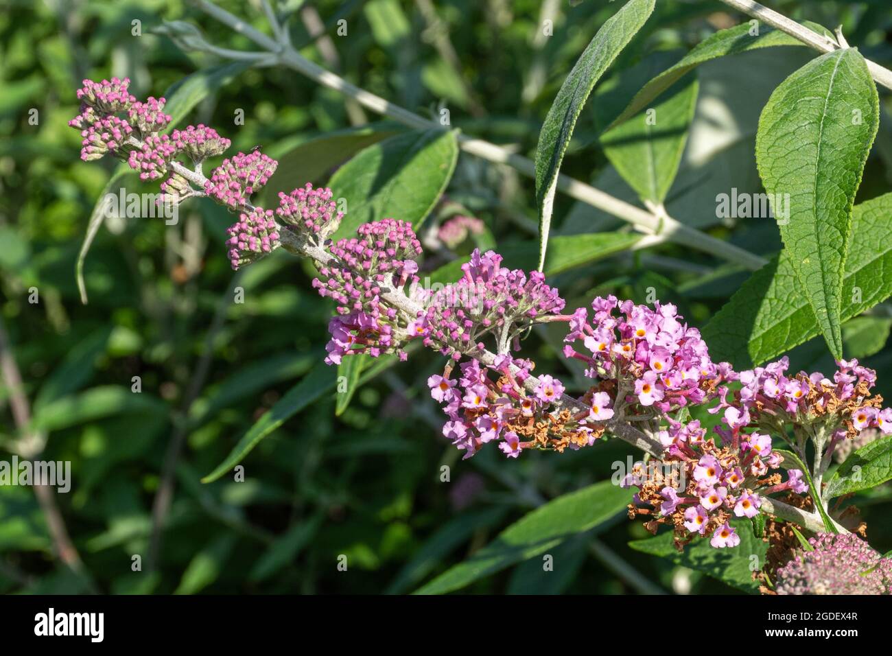 Buddleja x weyeriana 'Pink Pagoda' also called 'Inspired Pink' (buddleia variety), known as a butterfly bush, in flower during august or summer, UK Stock Photo