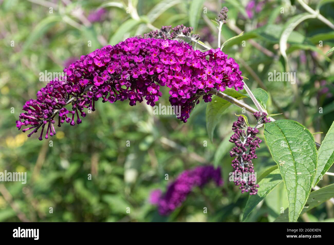 Buddleja davidii Royal Red (buddleia variety), known as a butterfly bush, in flower during august or summer, UK Stock Photo