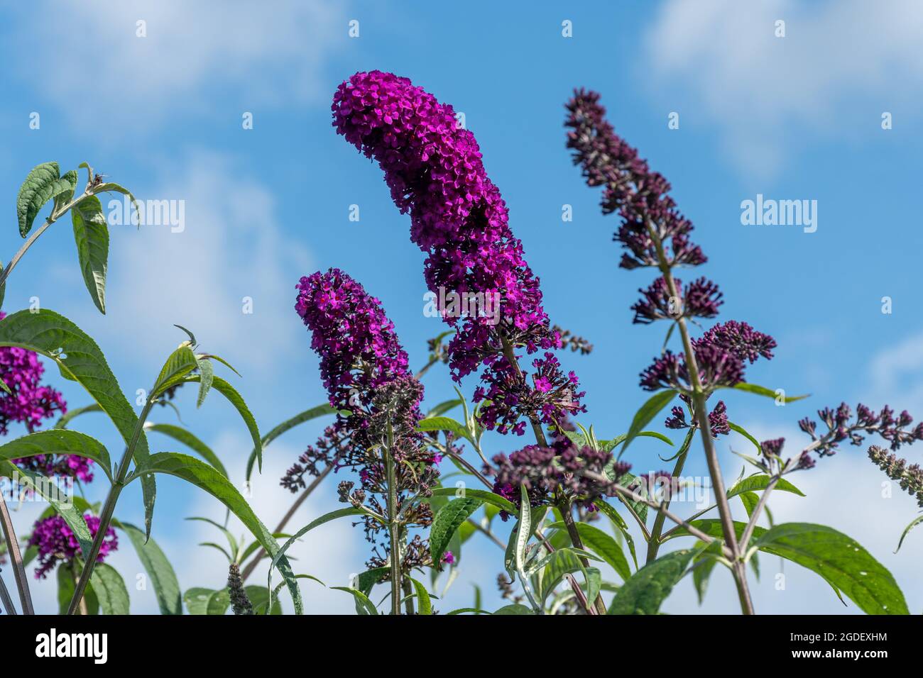 Buddleja davidii Royal Red (buddleia variety), known as a butterfly bush, in flower during august or summer, UK Stock Photo