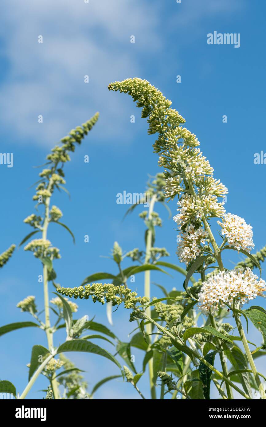 Buddleja davidii White Profusion (buddleia variety), known as a butterfly bush, in flower during august or summer, UK Stock Photo