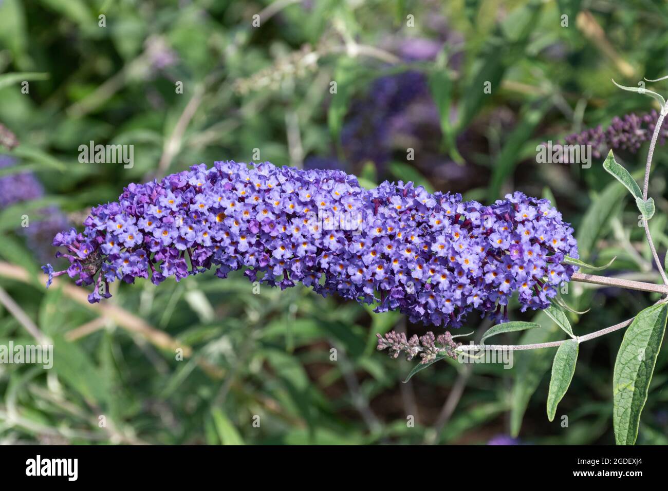 Buddleja davidii Nanho Blue (buddleia variety), known as a butterfly bush, in flower during august or summer, UK Stock Photo