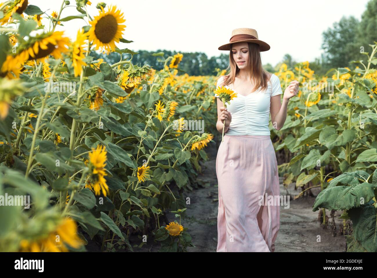 beautiful sweet girl in a straw hat walking on a field of sunflowers ...