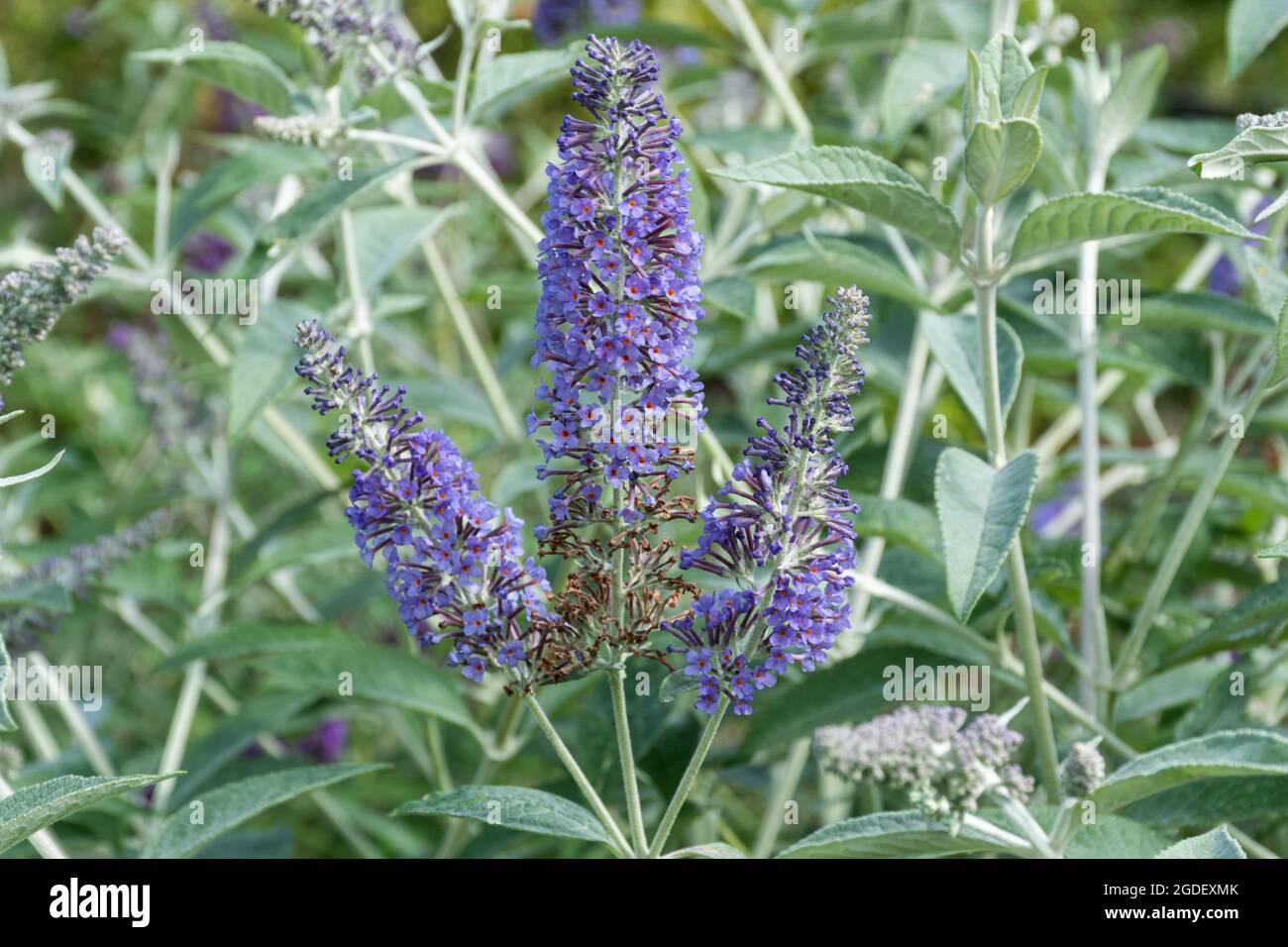 Buddleja davidii Southcombe Splendour (buddleia variety), known as a butterfly bush, in flower during august or summer, UK Stock Photo