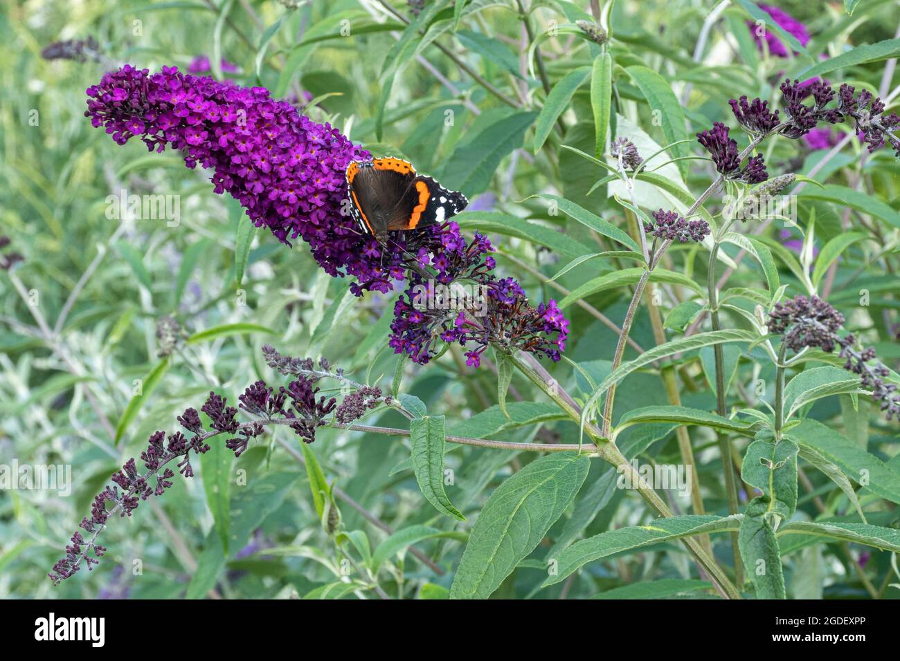 Red admiral butterfly Vanessa atalanta on Buddleja davidii Royal Red flower (buddleia variety), known as a butterfly bush, during august or summer, UK Stock Photo