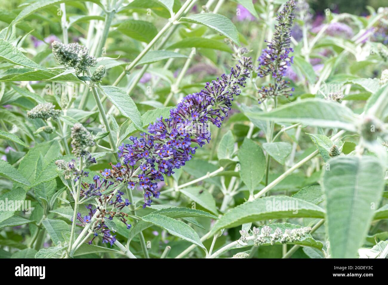 Buddleja davidii 'Southcombe Splendour' (buddleia variety), known as a butterfly bush, in flower during august or summer, UK Stock Photo