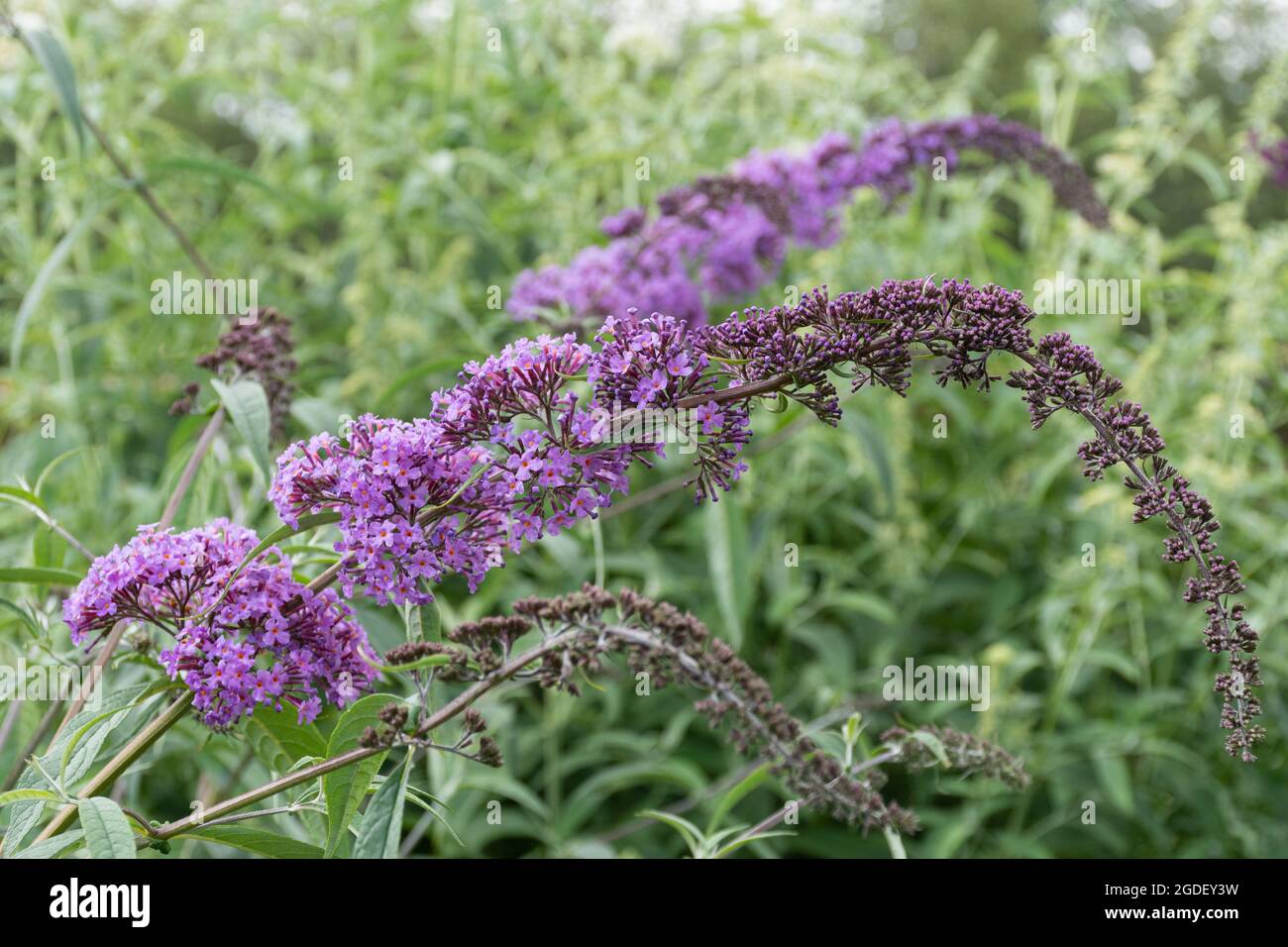 Buddleja davidii Gonglepod (buddleia variety), known as a butterfly bush, in flower during august or summer, UK Stock Photo