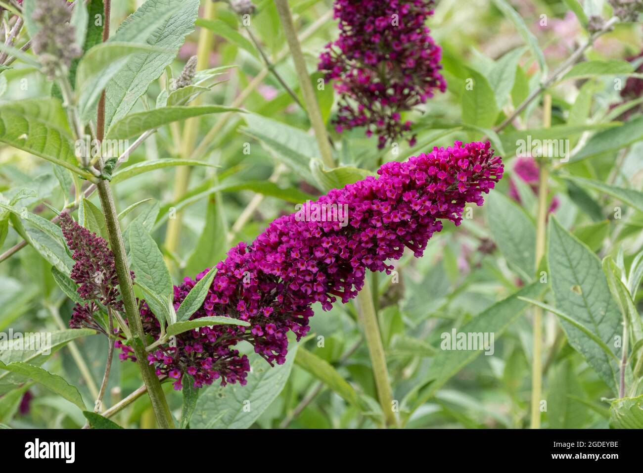 Buddleja davidii 'Buzz Velvet' (buddleia variety), known as a butterfly bush, in flower during august or summer, UK Stock Photo