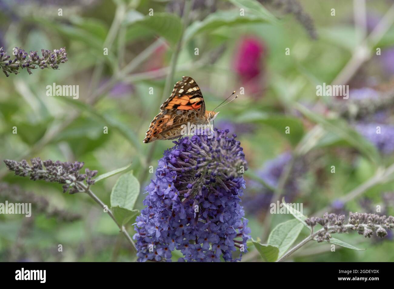Buddleja davidii 'Summer House Blue' (buddleia variety), known as a butterfly bush, in flower during summer, UK, with a painted lady butterfly Stock Photo