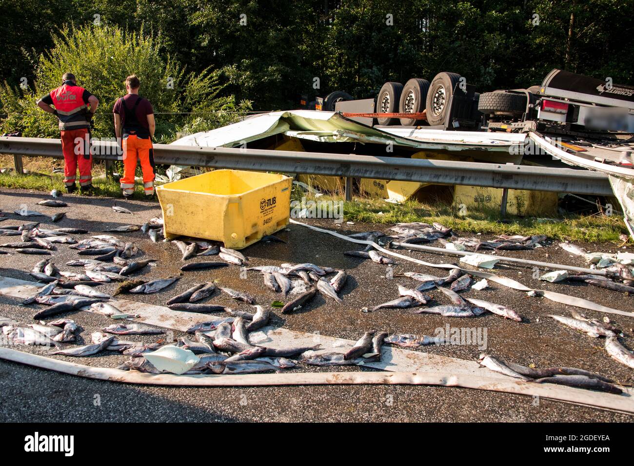 Talkau, Germany. 13th Aug, 2021. Fish lies on the A24 motorway at the scene of an accident in front of an articulated lorry that had crashed. The truck had left the roadway in the morning and overturned, the driver was killed in the accident. Credit: Daniel Bockwoldt/dpa - ATTENTION: License plate has been pixelated for legal reasons/dpa/Alamy Live News Stock Photo