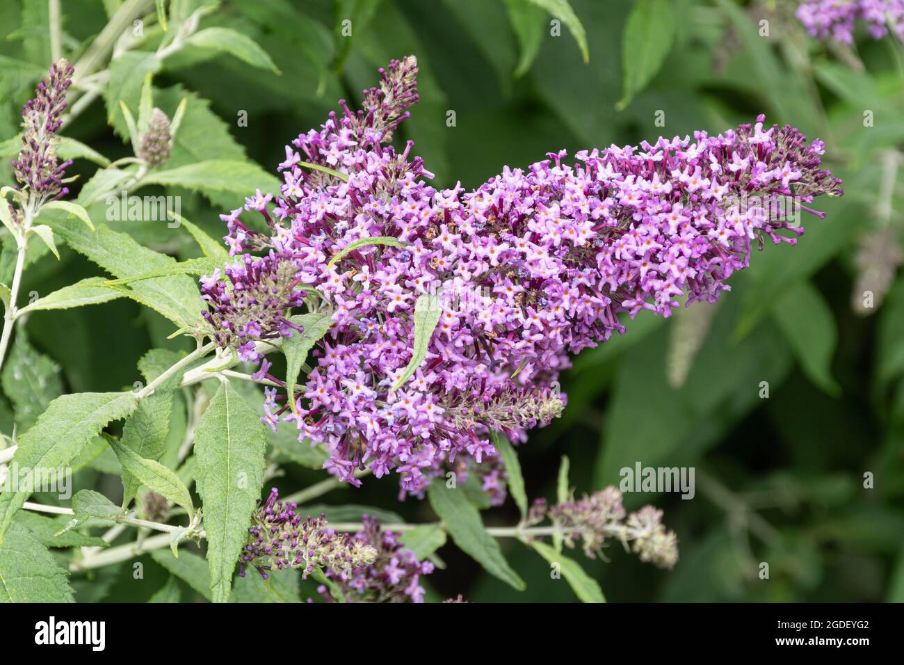 Buddleja 'Flutterby Pink' (buddleia variety), known as a butterfly bush, in flower during august or summer, UK Stock Photo