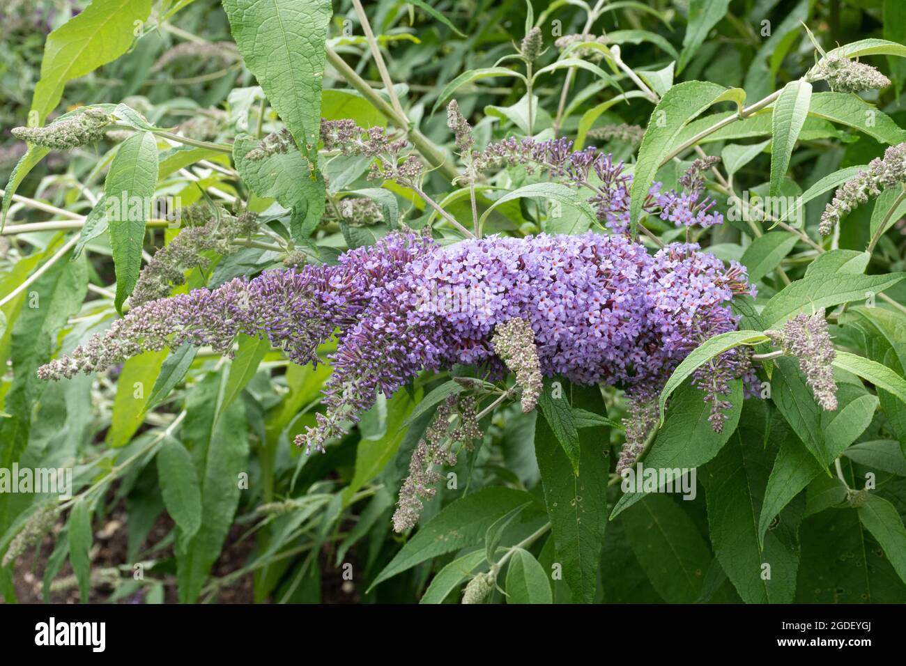Buddleja davidii 'Butterfly Heaven' (buddleia variety), known as a ...