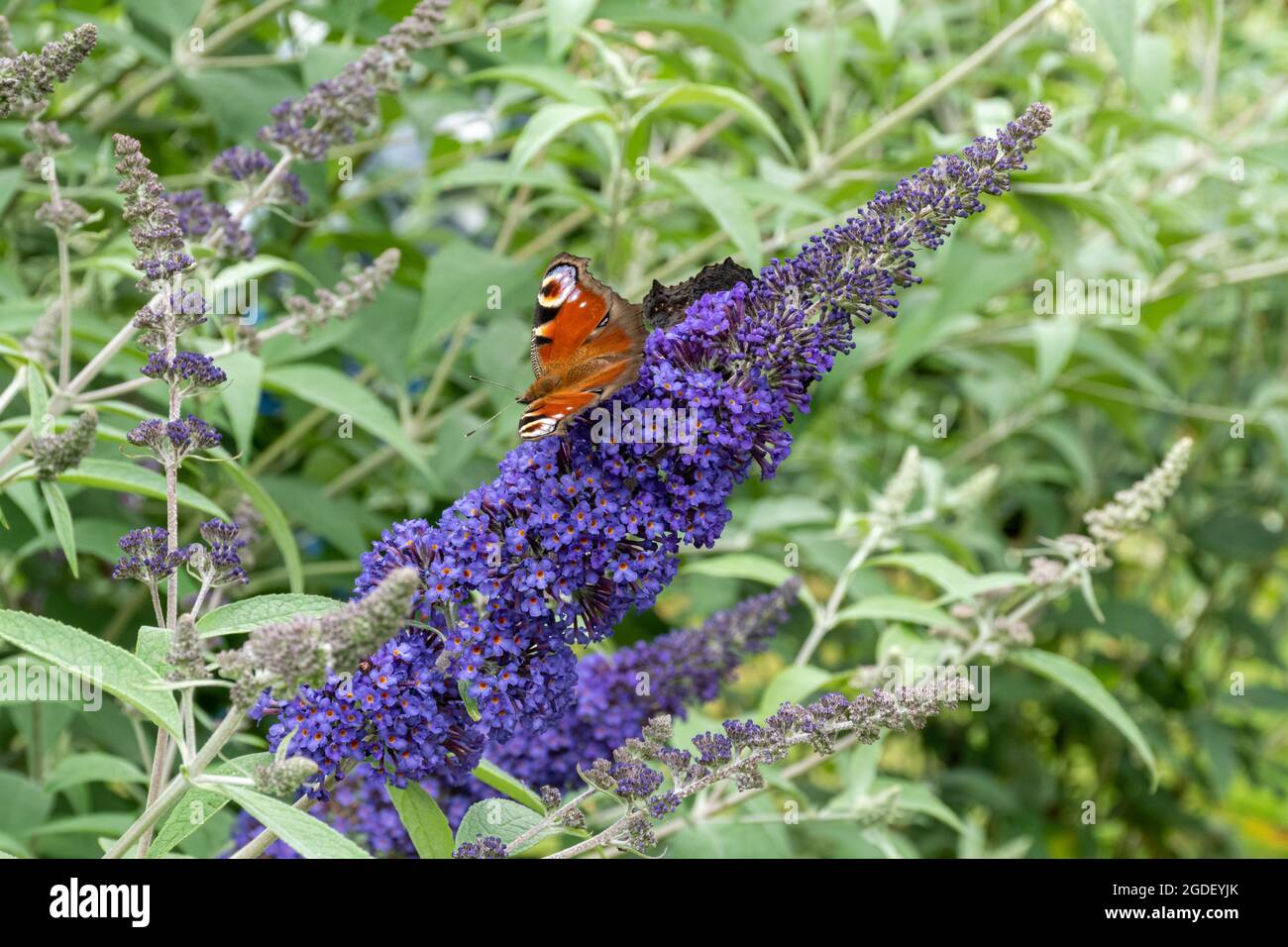 Buddleja davidii 'Ellen's Blue' (buddleia variety), known as a butterfly bush, in flower during  summer, UK, with a peacock butterfly (Aglais io) Stock Photo