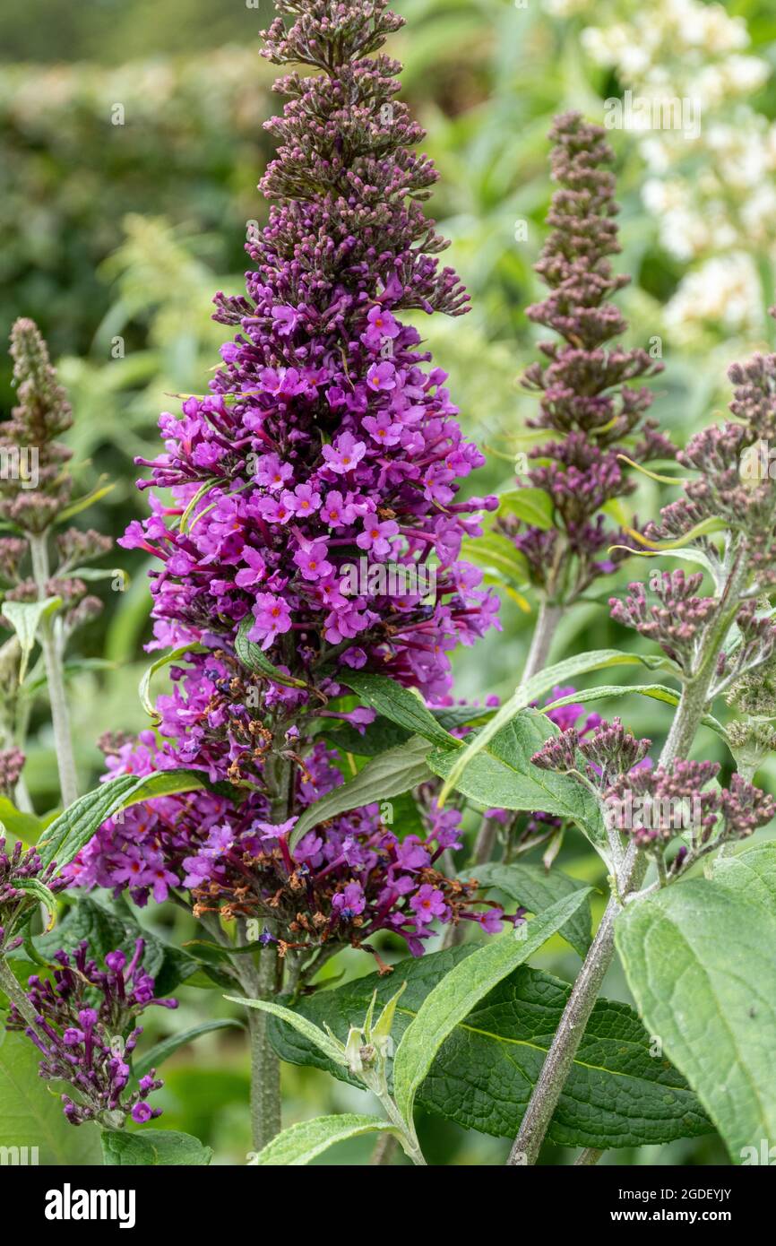 Buddleja davidii Peacock (buddleia variety), known as a butterfly bush, in flower during august or summer, UK Stock Photo