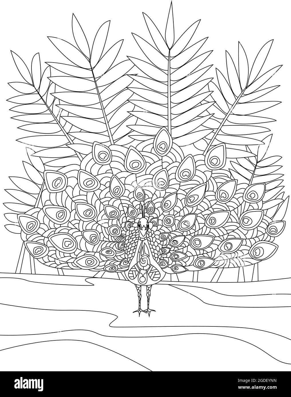 Peacock Standing Spreading Feathers With Tall Bush Background Colorless Line Drawing. Beautiful Peafowl Spreads Tail Coloring Book Page. Stock Vector