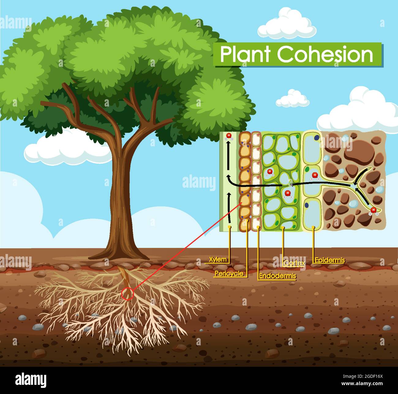 Diagram showing Plant Cohesion illustration Stock Vector Image & Art - Alamy