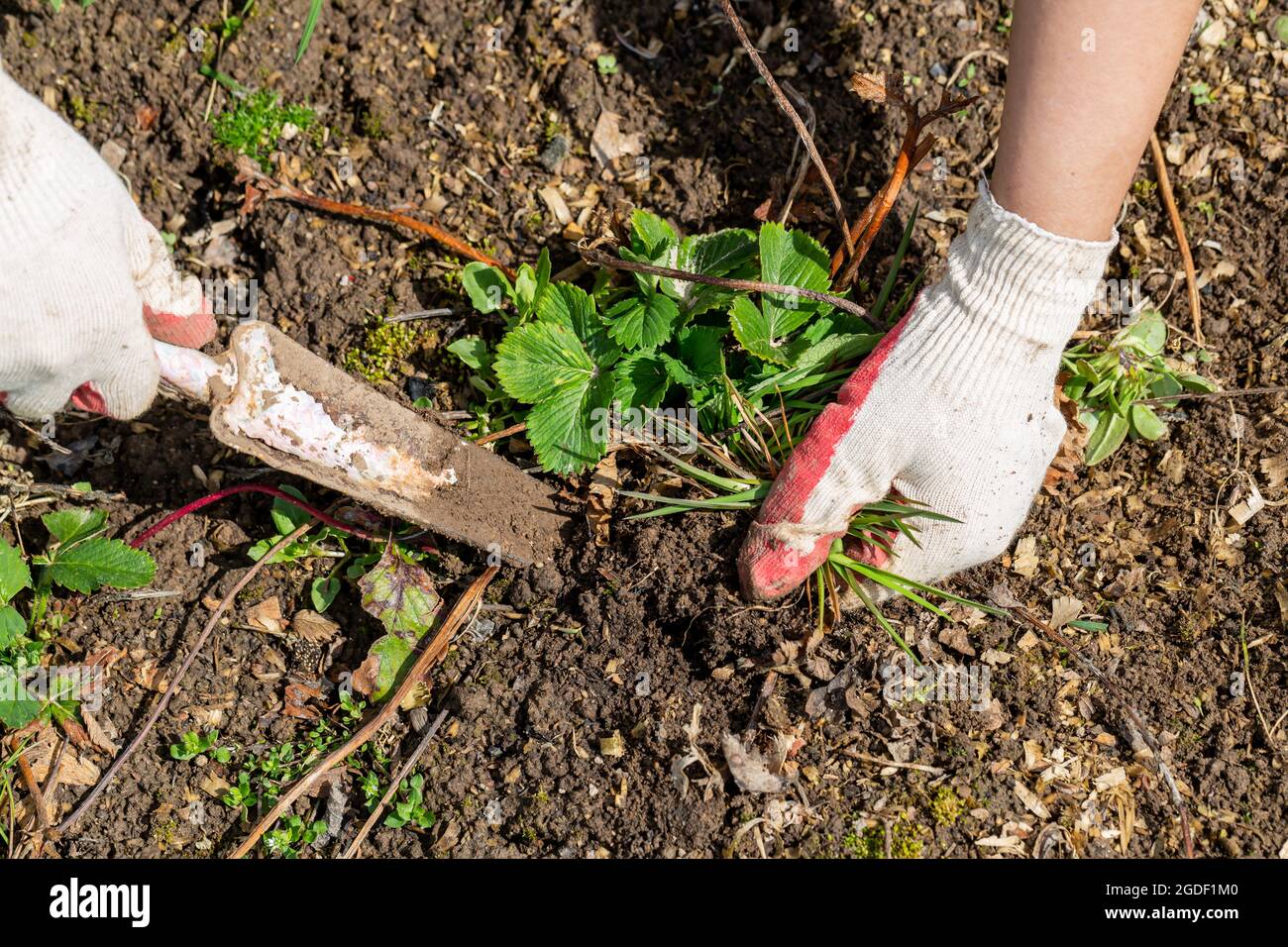 hands of gardener with weed in the vegetable garden Stock Photo - Alamy