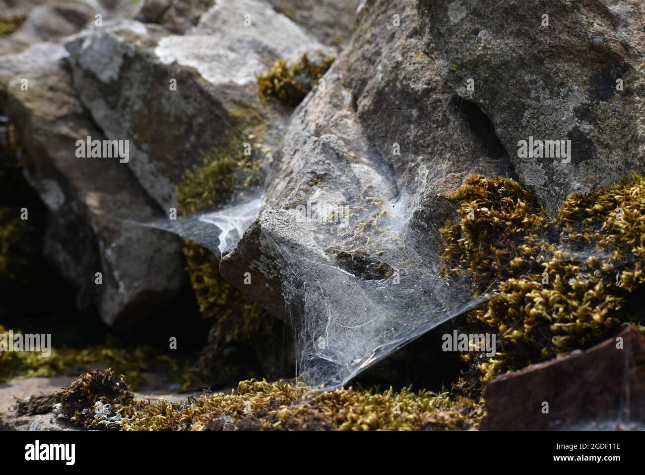 Lichen on a drystone wall Stock Photo