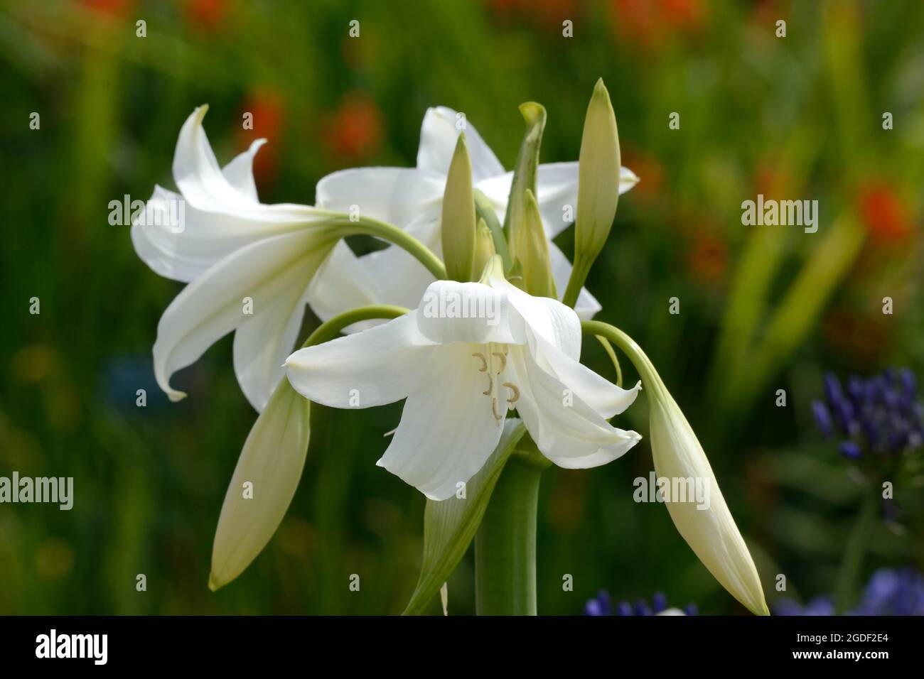 Crinum x powellii Album White Powell lily Swamp Lily fragrant flowers blooms Stock Photo