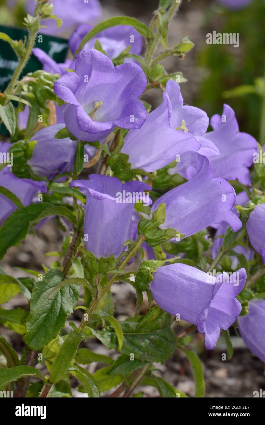 Campanula Medium Champion Lavender  Canterbury bells flowers Stock Photo