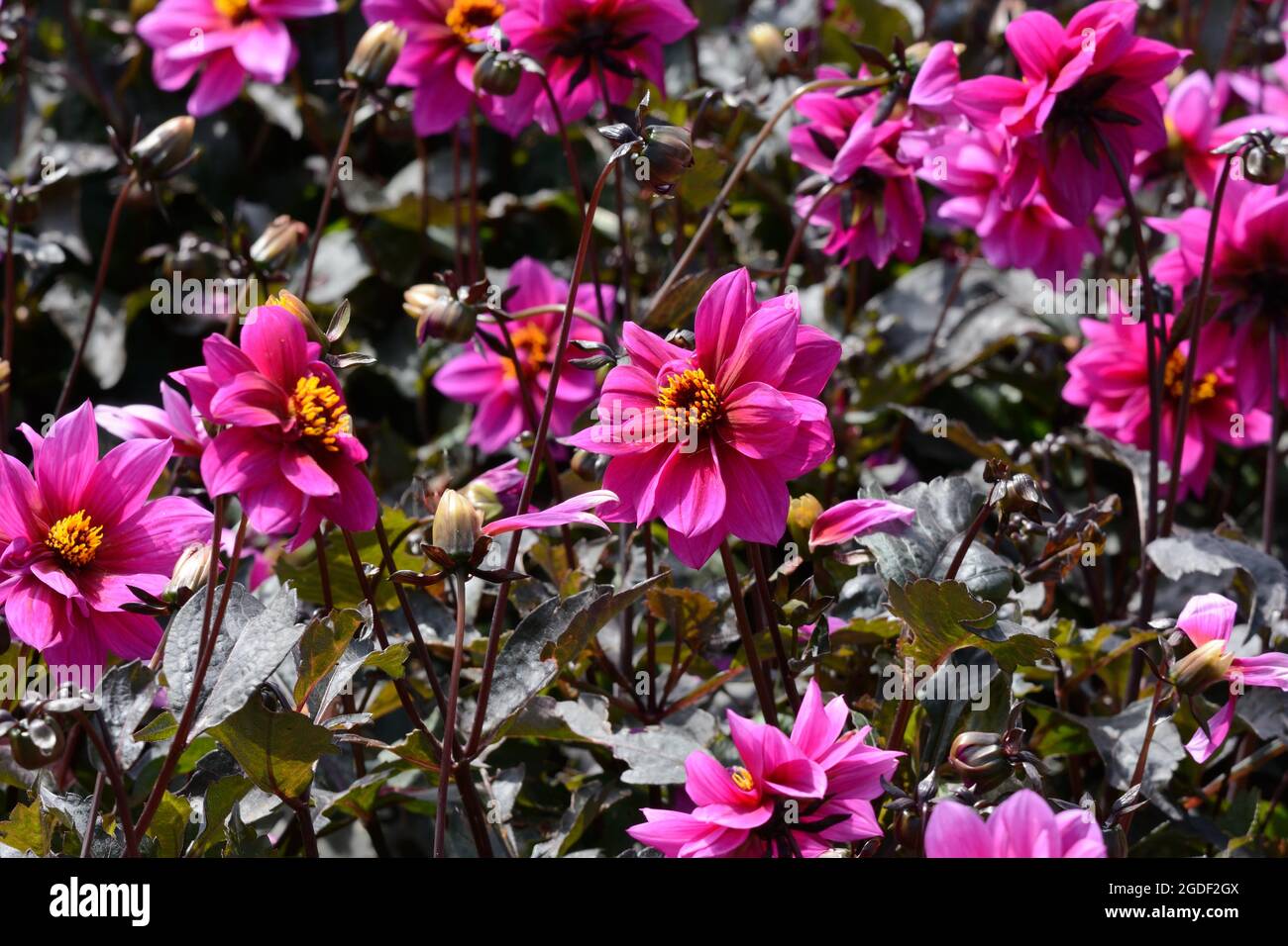 A bed of Dahila Excentrique flower growing in a country garden Stock Photo  - Alamy