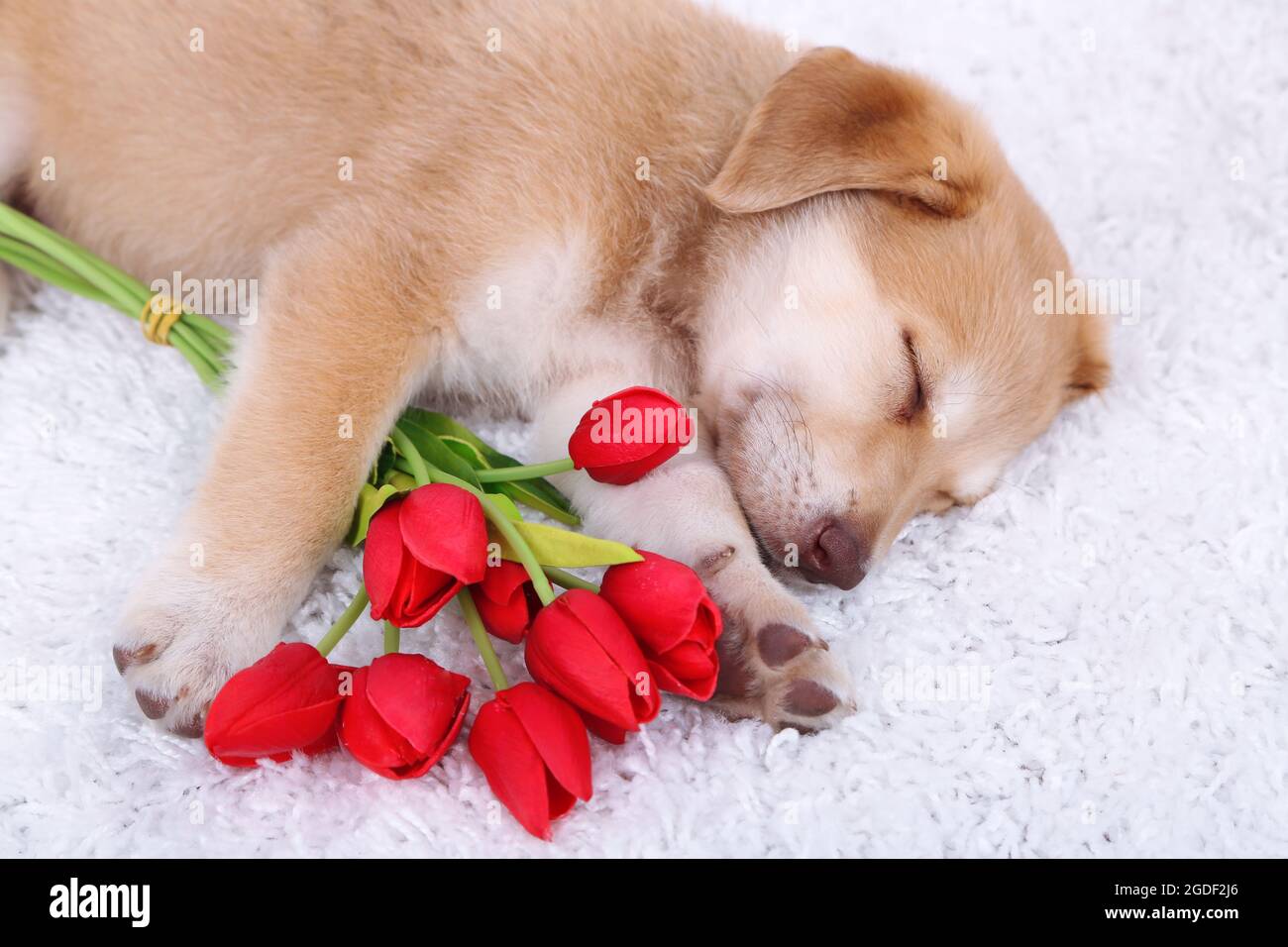 Little cute Golden Retriever puppy with red tulips on white carpet