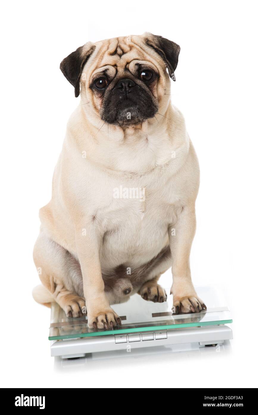 Fat pug is weighed Stock Photo - Alamy