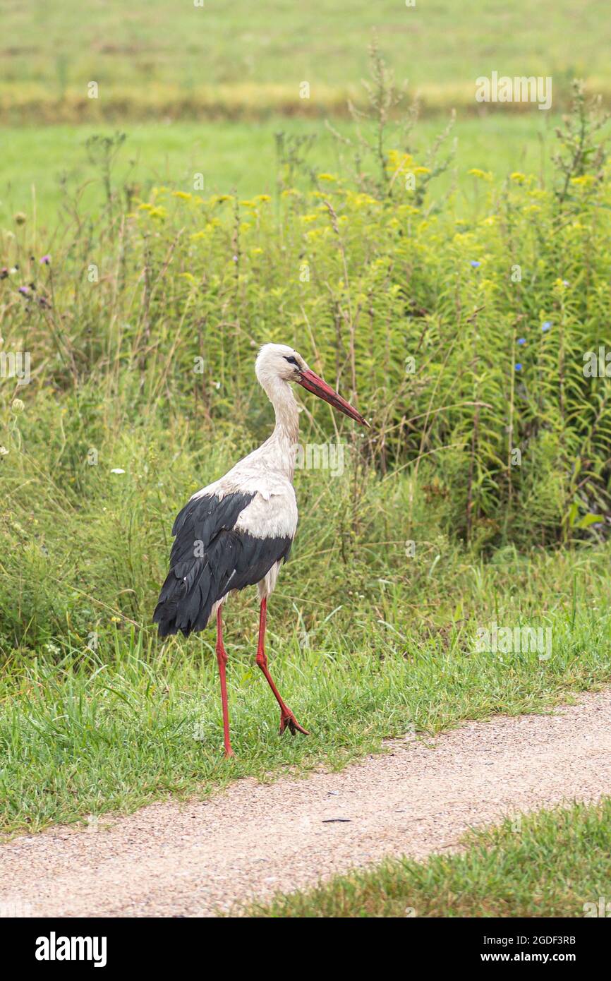 Lost dirty stork walking and searching for food on the road in the countryside, vertical Stock Photo