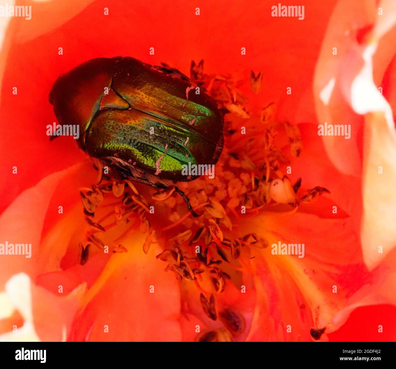 An iridescent green shield bug inside a rose flower Stock Photo - Alamy
