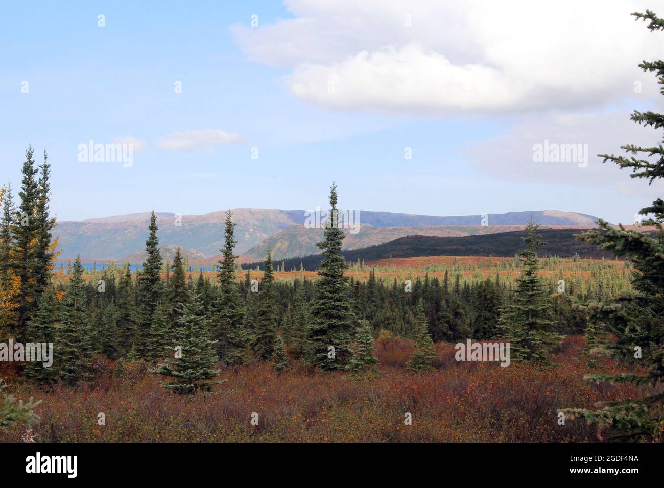 Landschaft des Denali Nationalpark, vormals Mount Mc Kinley Nationalpark, Denali National Park and Preserve, Alaska, USA. Stock Photo