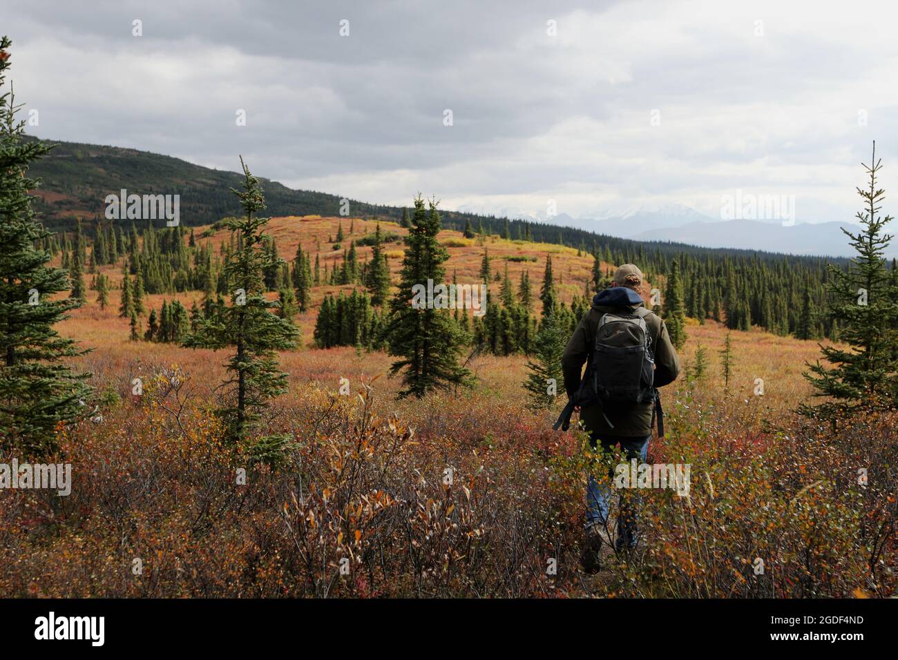 Wanderer in der Landschaft des Denali Nationalpark, vormals Mount Mc Kinley Nationalpark, Denali National Park and Preserve, Alaska, USA. Stock Photo