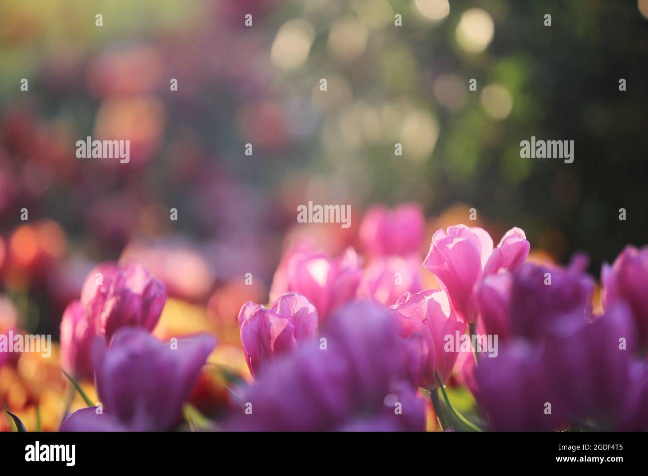 pink Tulip flowers in sunset Stock Photo