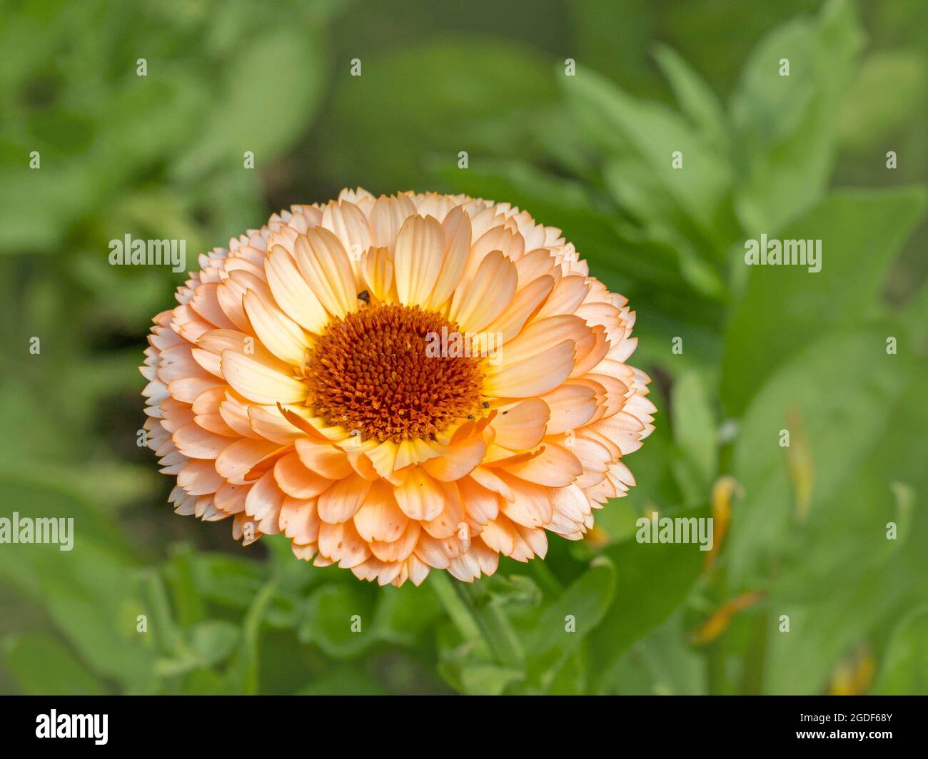 Closeup of a Calendula marigold, variety Pink Surprise Stock Photo