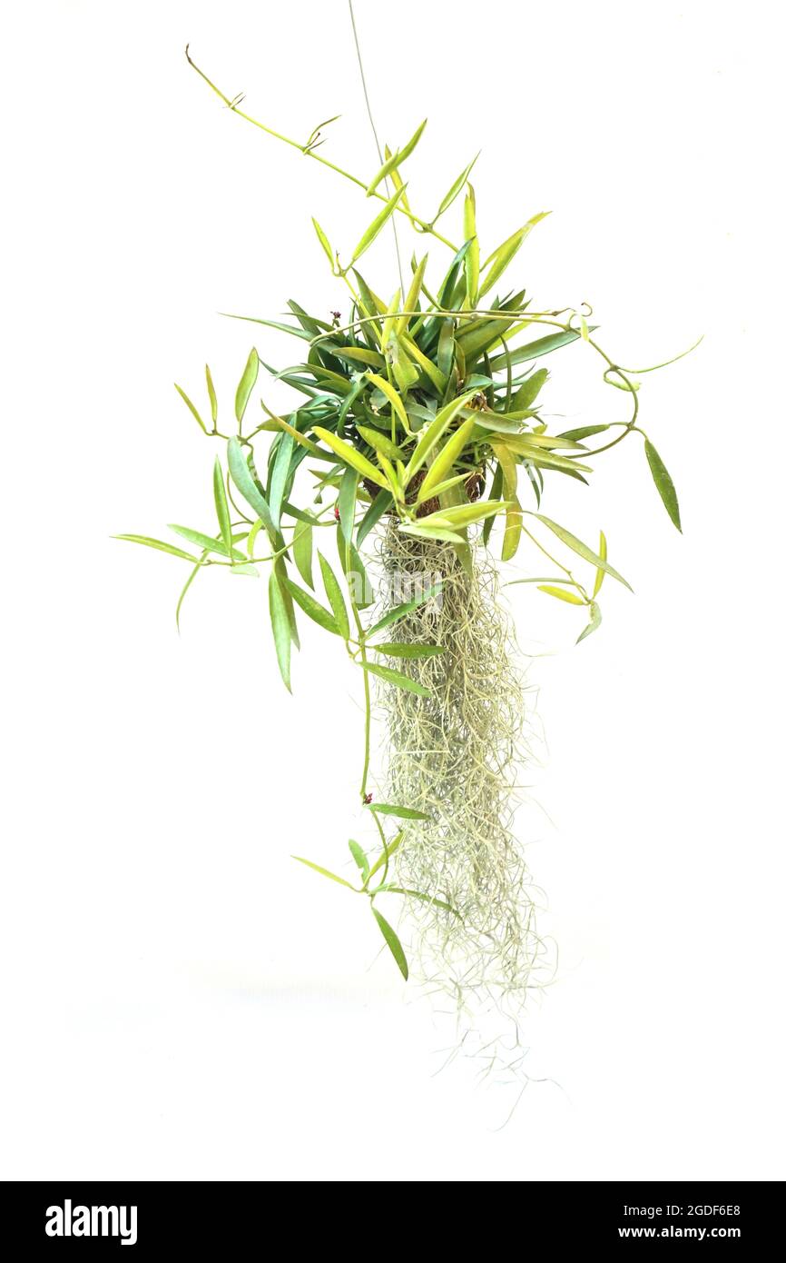 green plant hanging isolated collection on white background Stock Photo