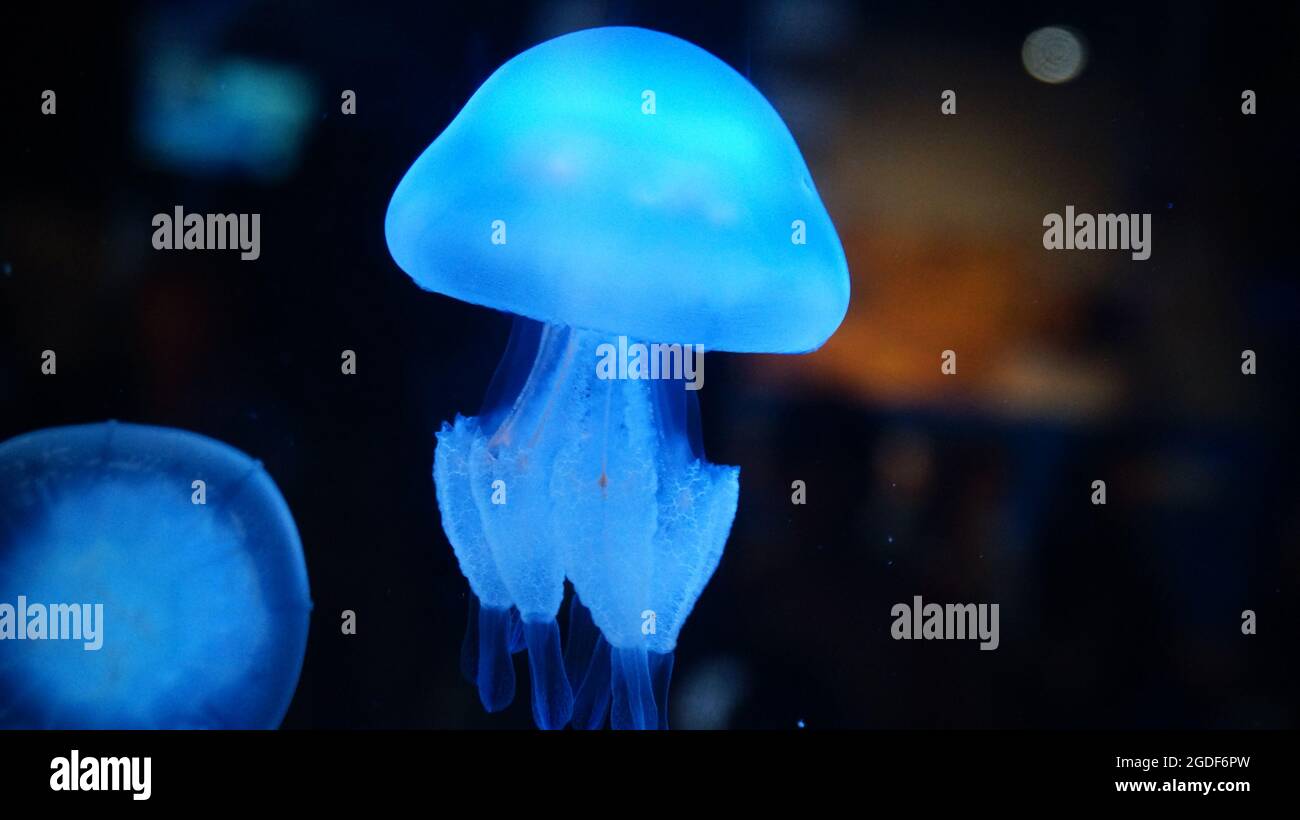 Jellyfish swimming in the deep ocean Stock Photo - Alamy