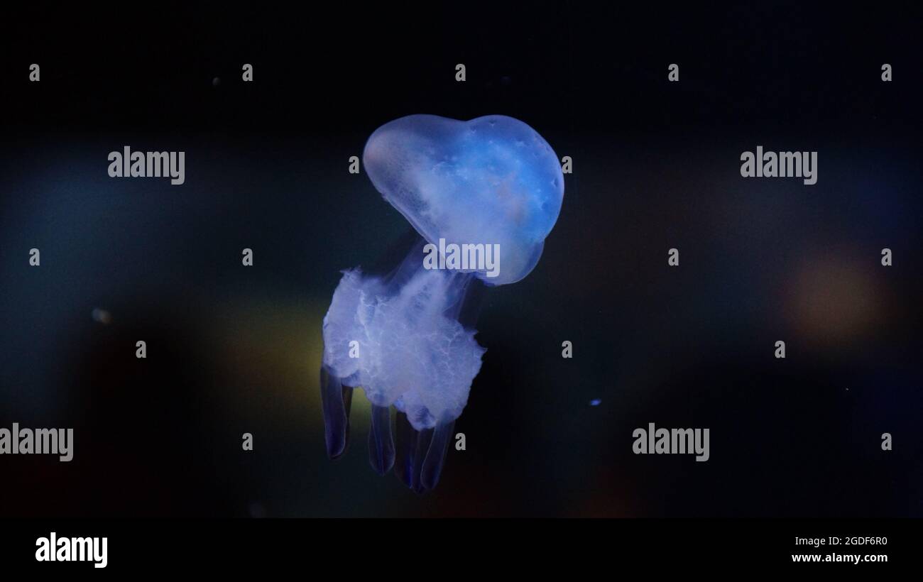 Jellyfish swimming in the deep ocean Stock Photo - Alamy