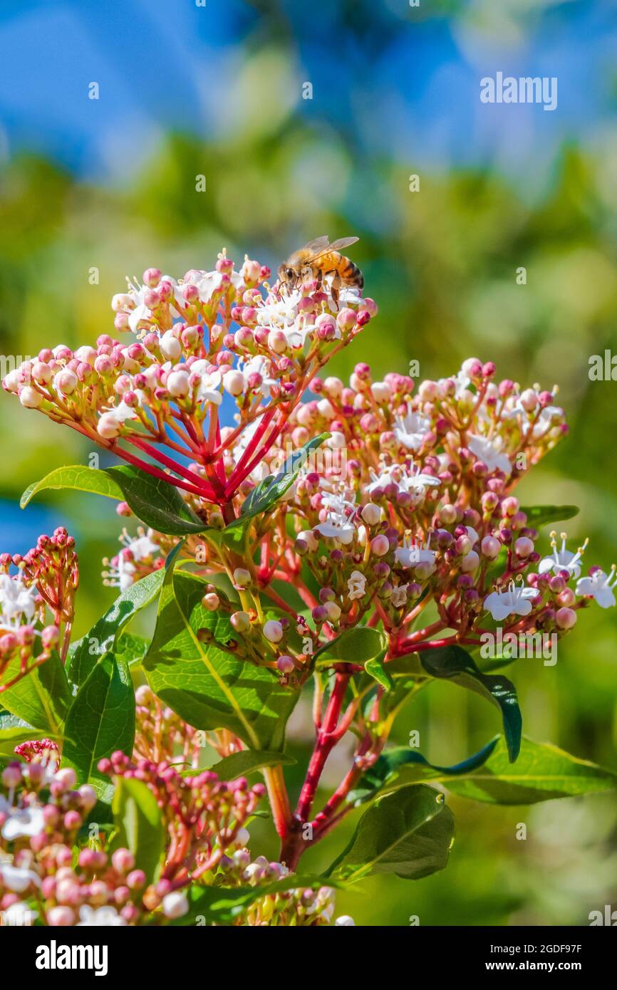 Honey bee and white blossoms with pink buds on a Viburnum tinus shrub