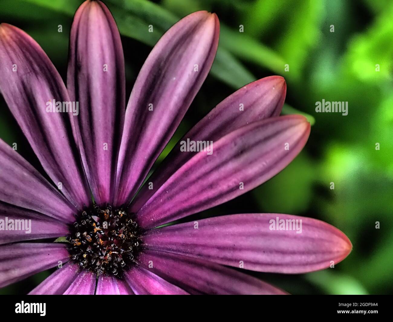 A dramatic false colour close-up of a daisy Stock Photo