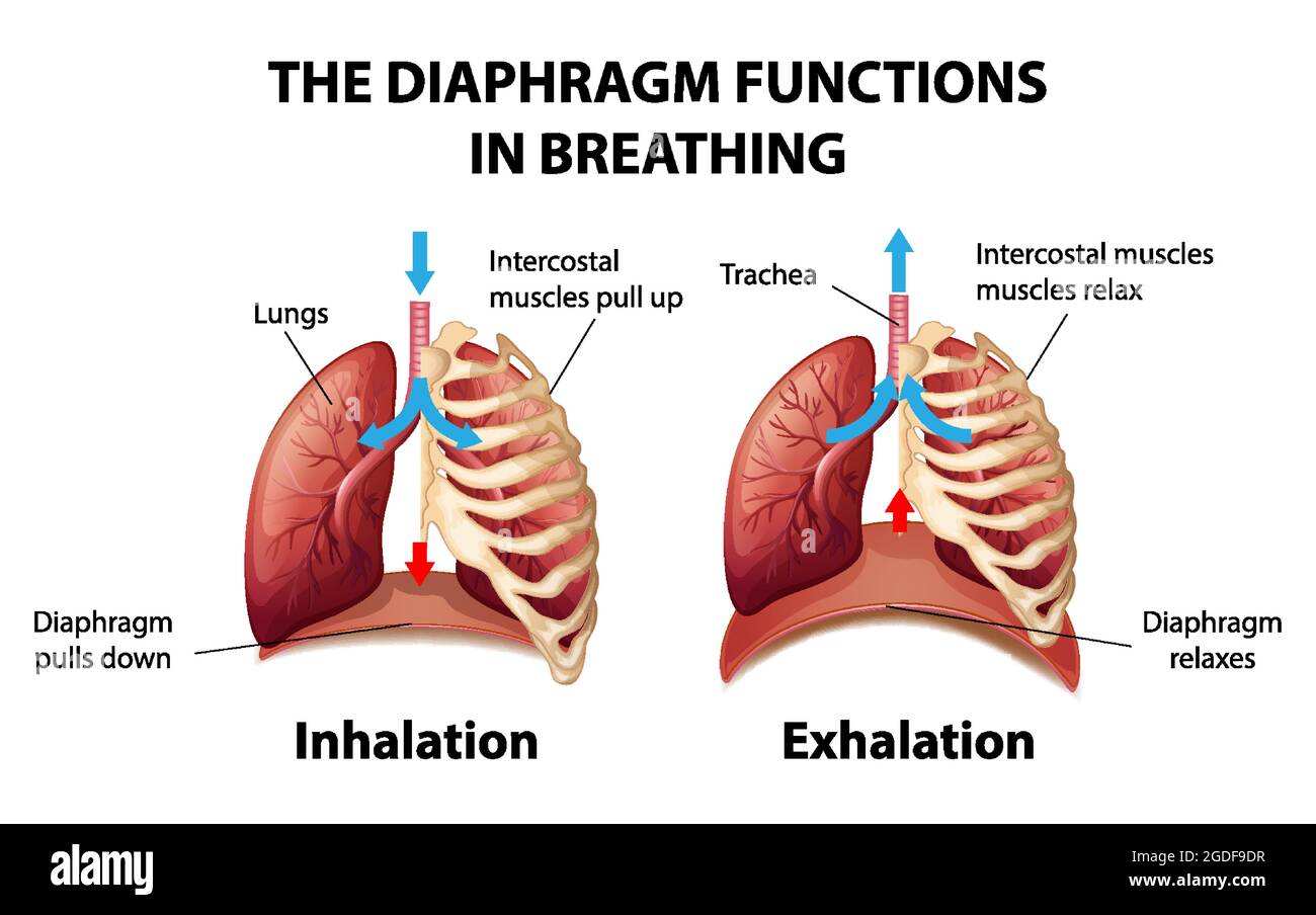 The Diaphragm Functions In Breathing Illustration Stock Vector Image