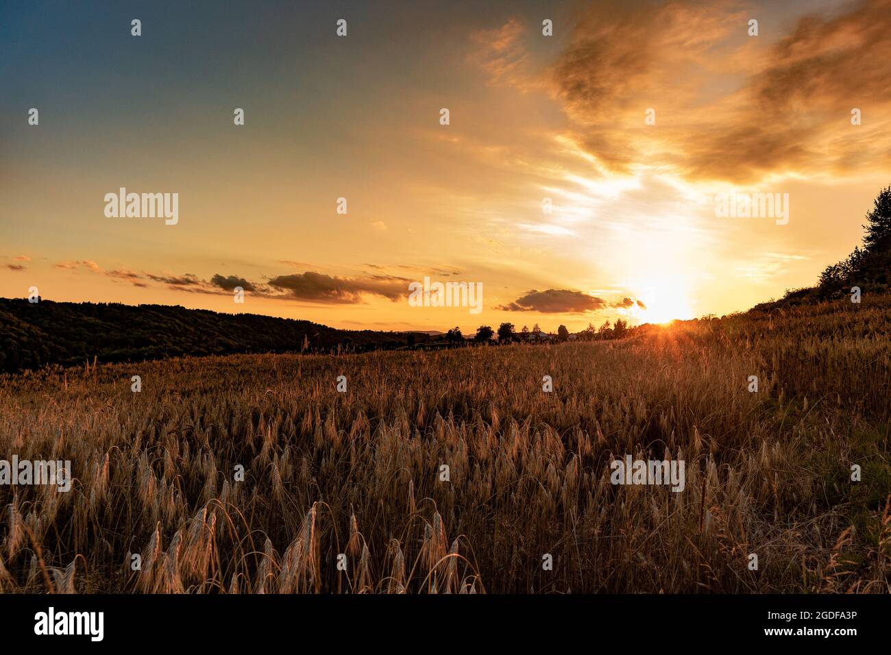 The sunset in the cereal fields. Rural landscape Stock Photo - Alamy