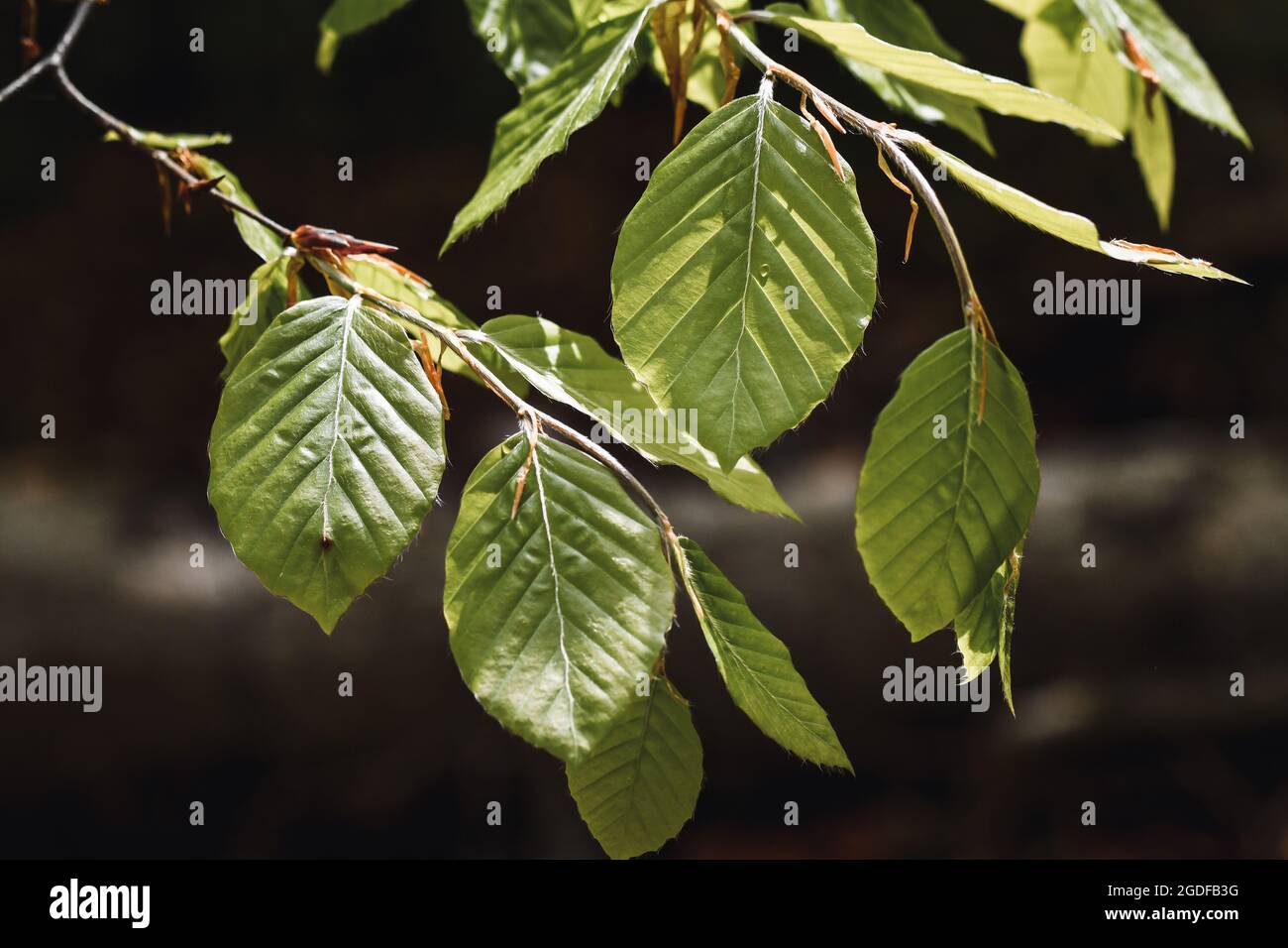 Tree leaves deciduous sunbeams hi-res stock photography and images - Alamy