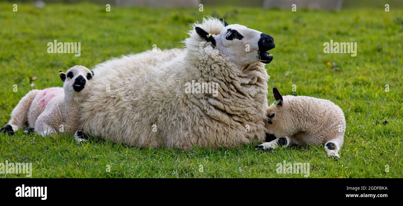 Kerry Hill Sheep, ewe with twin lambs, a rare breed variety, Heligan, Cornwall, England, UK. Stock Photo