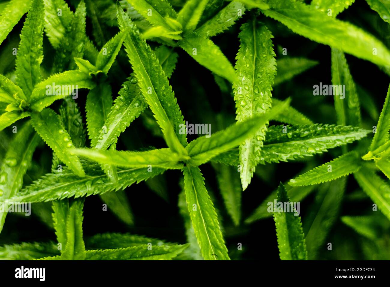 Green leaves of Veronica Spicata - Spiked Speedwell foliage - Green background Stock Photo