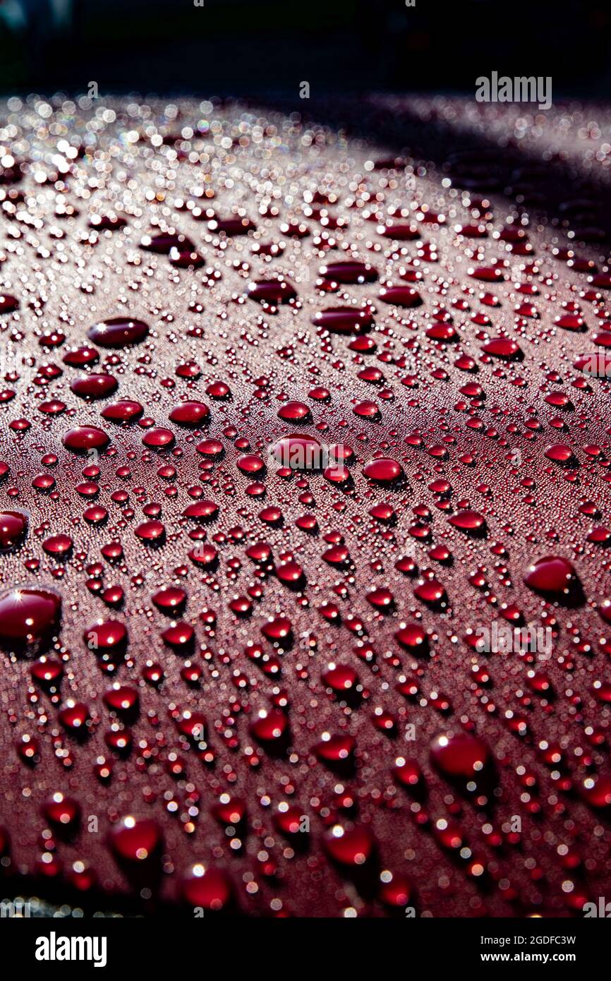 Hydrophobic water effect on red car paint after rain Stock Photo Alamy