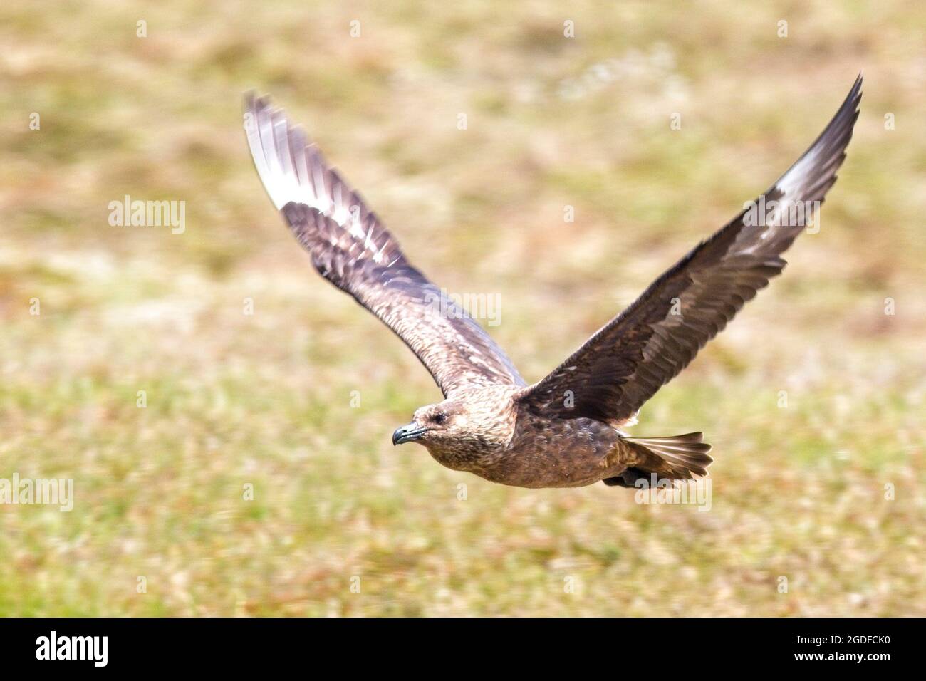 Great Skua (Stercorarius skua), adult in flight on Handa Island Nature Reserve, (Scottish Wildlife Trust), Highland, Scotland, UK. Stock Photo