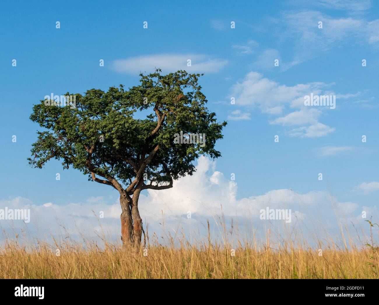 Stand alone tree hi-res stock photography and images - Alamy