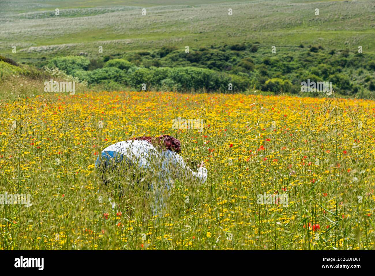 A tourist bending over in a field photographing wildflowers on West Pentire in Newquay in Cornwall. Stock Photo