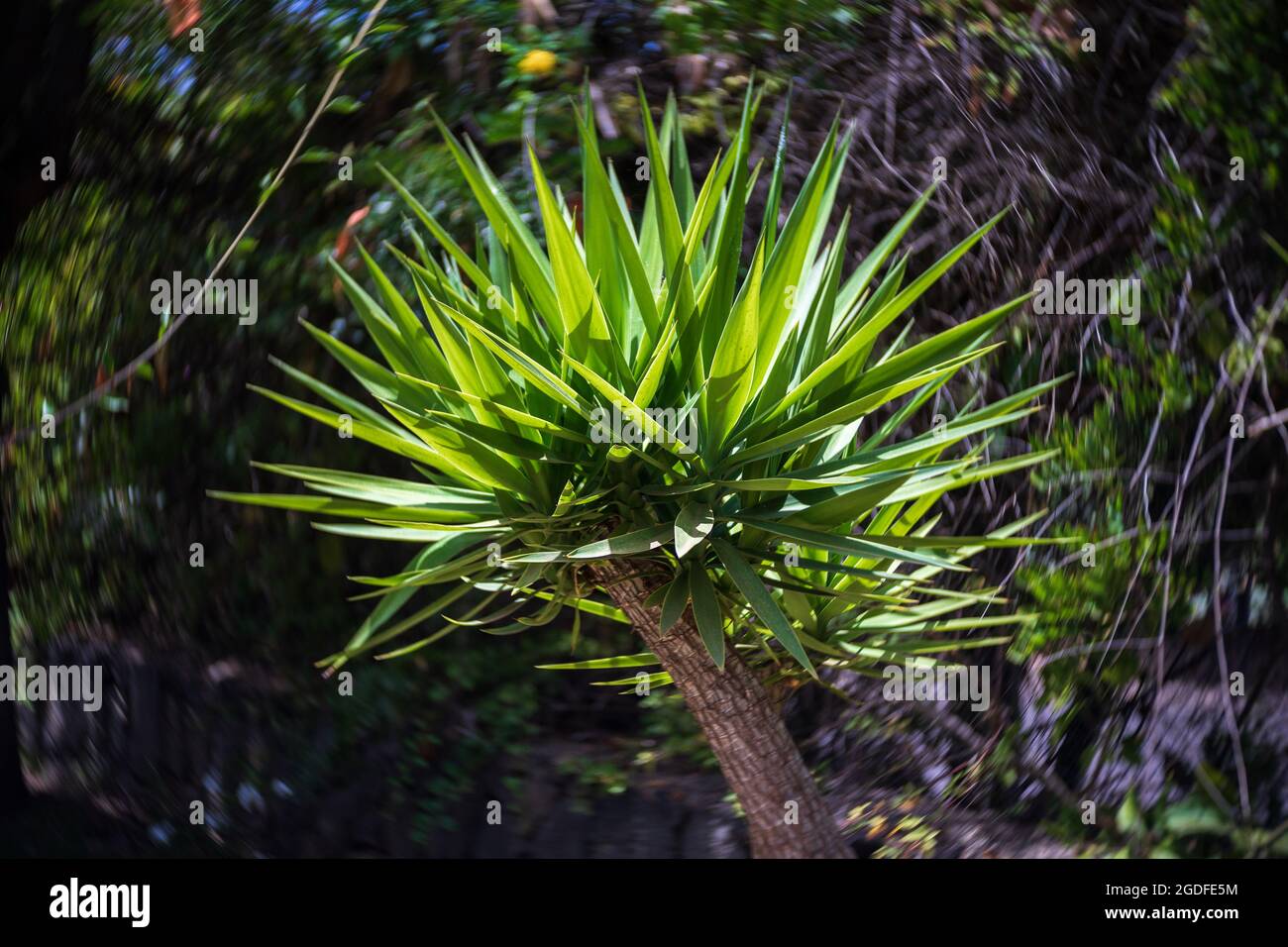 Leaves of young Dracaena draco (dragon tree) close up. Center focus, swirling bokeh. Stock Photo