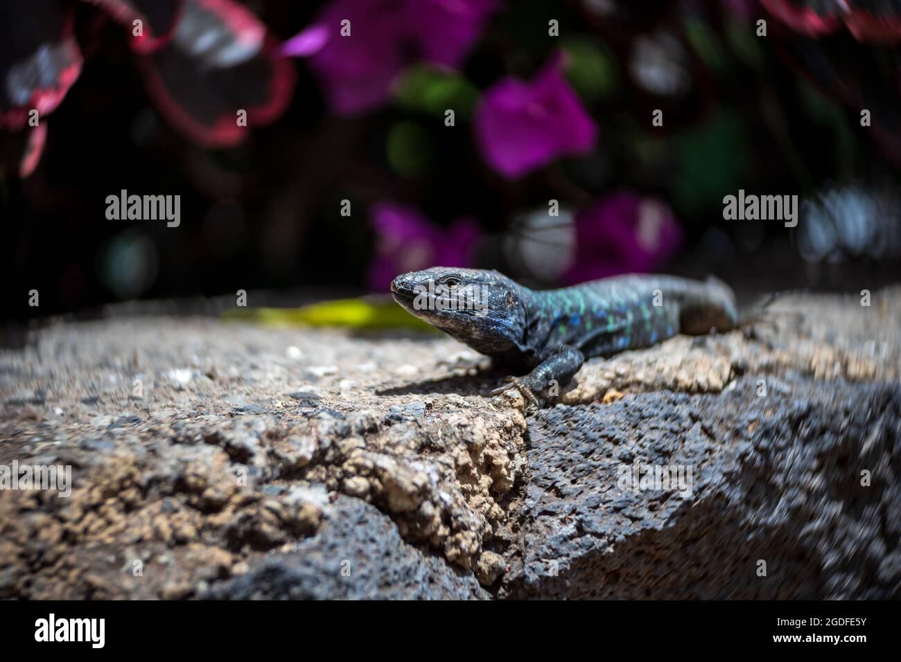 Lizard Gallotia galloti (Western Canaries Lizard) closeup in natural