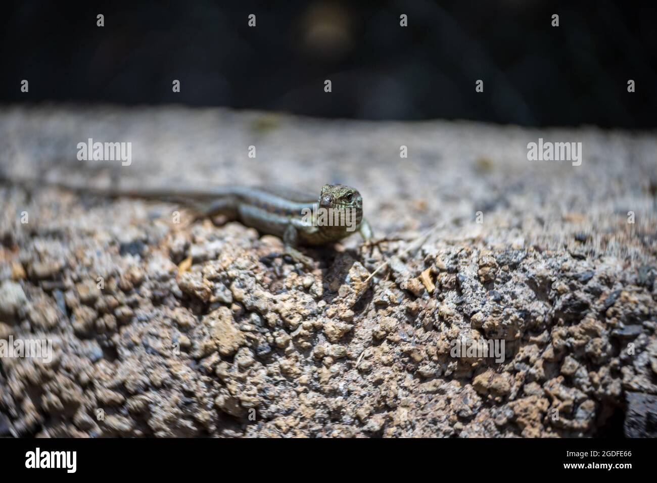 Female of Lizard Gallotia galloti (Western Canaries Lizard) closeup in